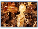 บริษัทกำจัดปลวก Hans Pest Control Service - Termite control Kanchanaburi