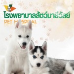 ฉีดวัคซีนสุนัข คลองสอง