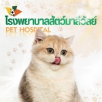 ฉีดวัคซีนแมว รังสิต คลองสอง