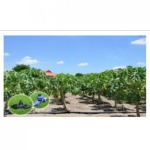 ท่อเกษตรกรรมเอชดีพีอี (HDPE) นนทบุรี - บริษัท พี วี ที แอนด์ ที พลาส จำกัด