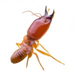 กําจัดปลวก ขอนแก่น - บริษัทกำจัดปลวก ราคาถูก ขอนแก่น