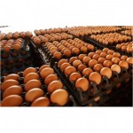 จำหน่ายไข่ไก่สด นครสวรรค์ - กางกรณ์การค้า พิจิตร