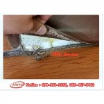 บริษัทรับกำจัดปลวกนนทบุรี ราคา - รับกำจัดปลวกนนทบุรี - JMW เซอร์วิส