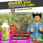 ขายส่งสารเพิ่มผลผลิตพืช นนทบุรี - โรงงานผลิตปุ๋ยน้ำ OEM-นิริน อินเตอร์เทรด