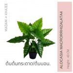 ต้นบอน ต้นกระดาด อโรคาเซีย ปลอม