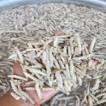 ขายส่งหนอนรถด่วนแช่แข็ง ราคาส่ง - แมลงขายส่งและปลีก ราคาถูกตลาดไท