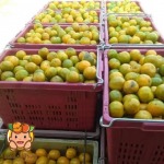 น้ำส้ม ขวดใหญ่ ขายส่ง