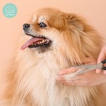 ตัดขนสุนัขใกล้ฉัน - รับฝาก ตัดขน สุนัข และแมว - Pet Relax