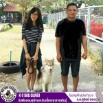 รับฝากเลี้ยงสุนัขใกล้ฉัน - รับฝึกสอนสุนัขและรับเลี้ยงทุกสายพันธุ์