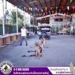 ที่ฝึกสุนัข - รับฝึกสอนสุนัขและรับเลี้ยงทุกสายพันธุ์