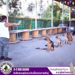 โรงเรียนสอนสุนัข - รับฝึกสอนสุนัขและรับเลี้ยงทุกสายพันธุ์