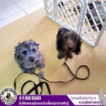 โรงเรียนฝึกสุนัข ราคาถูก - รับฝึกสอนสุนัขและรับเลี้ยงทุกสายพันธุ์