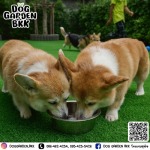dog boarding bangkok - รับฝากเลี้ยงสุนัข - dog garden bkk