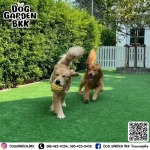 รับฝากสุนัขพันธุ์เล็กและพันธุ์ใหญ่ - รับฝากเลี้ยงสุนัข - dog garden bkk