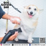 dog grooming bkk - รับฝากเลี้ยงสุนัข - dog garden bkk