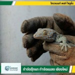 รับจับตุ๊กแก ไล่ตุ๊กแกโดยไม่ใช้สารเคมี
