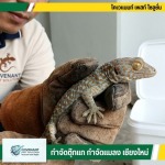 วิธีไล่ตุ๊กแก รับกำจัดตุ๊กแกโดยมืออาชีพ เชียงใหม่