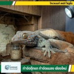 หาคนจับตุ๊กแก บริการรับจับตุ๊กแกในบ้าน ราคาพิเศษ