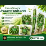 Fresh Thai fruits and vegetables exporter