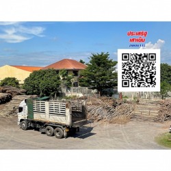 ร้านขายไม้ยูคาลิปตัส