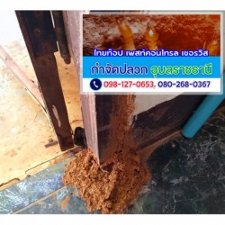 อัดน้ำยาเข้าท่อLDPE-กำจัดปลวกอุบลราชธานี
