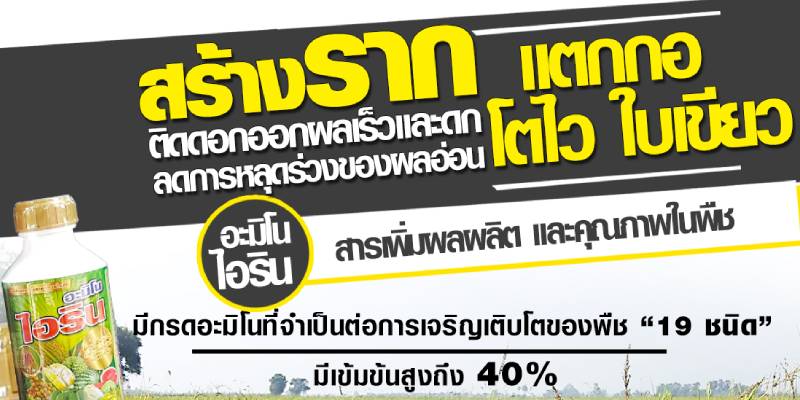 อะมิโน ไอริน
